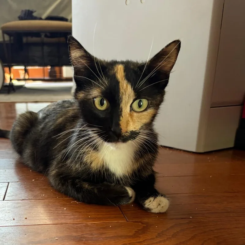 A young small-sized female Calico Domestic Short Hair cat named Cece for adoption in Tustin, CA