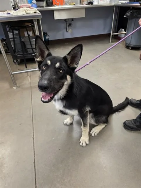A young large-sized male German Shepherd Dog dog named Tokyo for adoption in Phoenix, AZ