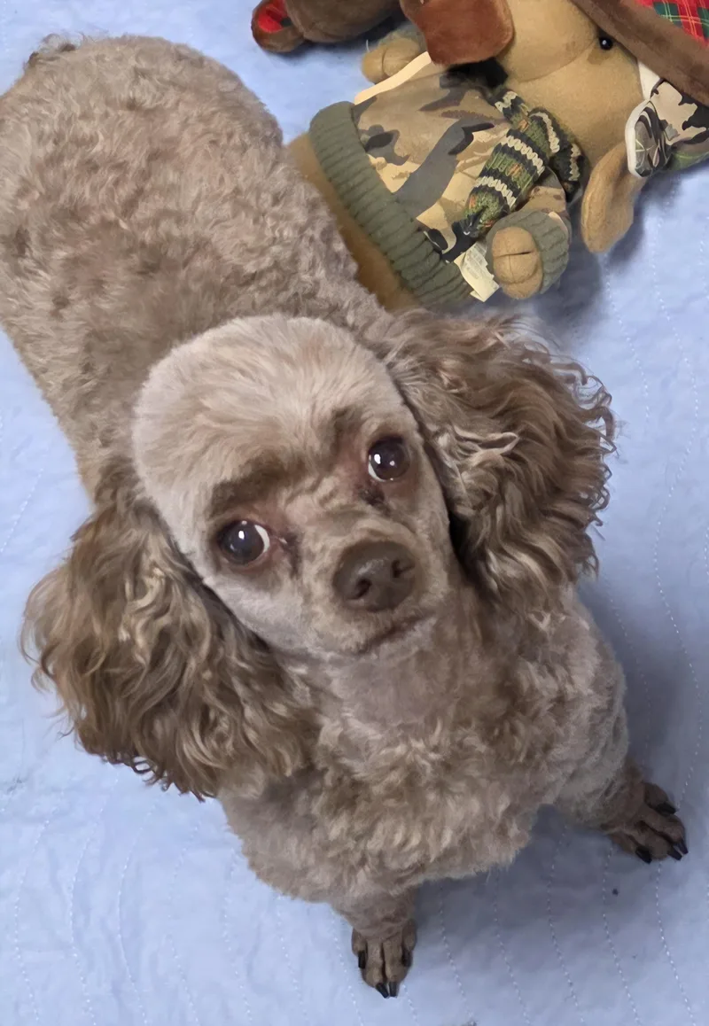 An adult small-sized male Poodle (Toy) dog named Gunner for adoption in Momence, IL