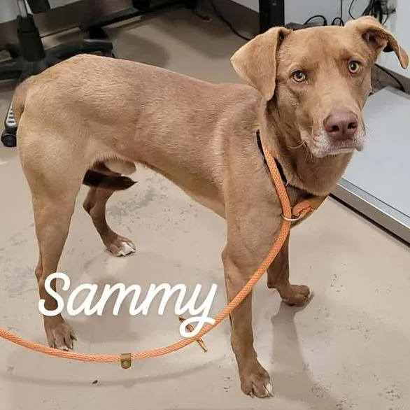 An adult medium-sized male Yellow / Tan / Blond / Fawn Labrador Retriever dog named Sammy for adoption in Buchanan Dam, TX