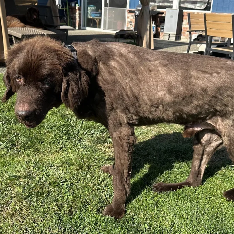 A senior large-sized male Brown / Chocolate Newfoundland Dog dog named Teddy for adoption in Bellingham, WA