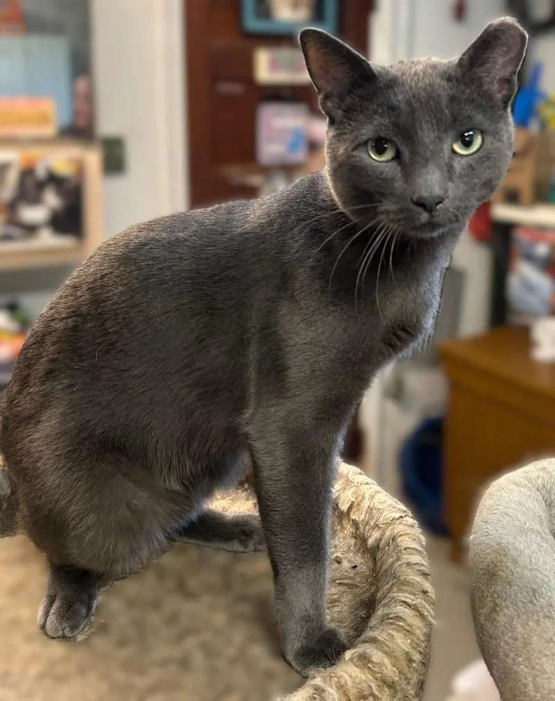 An adult large-sized male Gray / Blue / Silver Domestic Short Hair cat named Maverick for adoption in Pottstown, PA