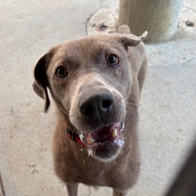 A senior large-sized male Mixed Breed dog named Henry for adoption in Kennebunk, ME