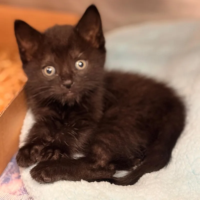A baby small-sized female Black Domestic Short Hair cat named Eclipse for adoption in Birdsboro, PA