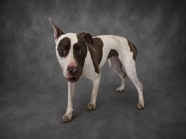 A young medium-sized female American Bulldog dog named Wilma for adoption in Winter Haven, FL