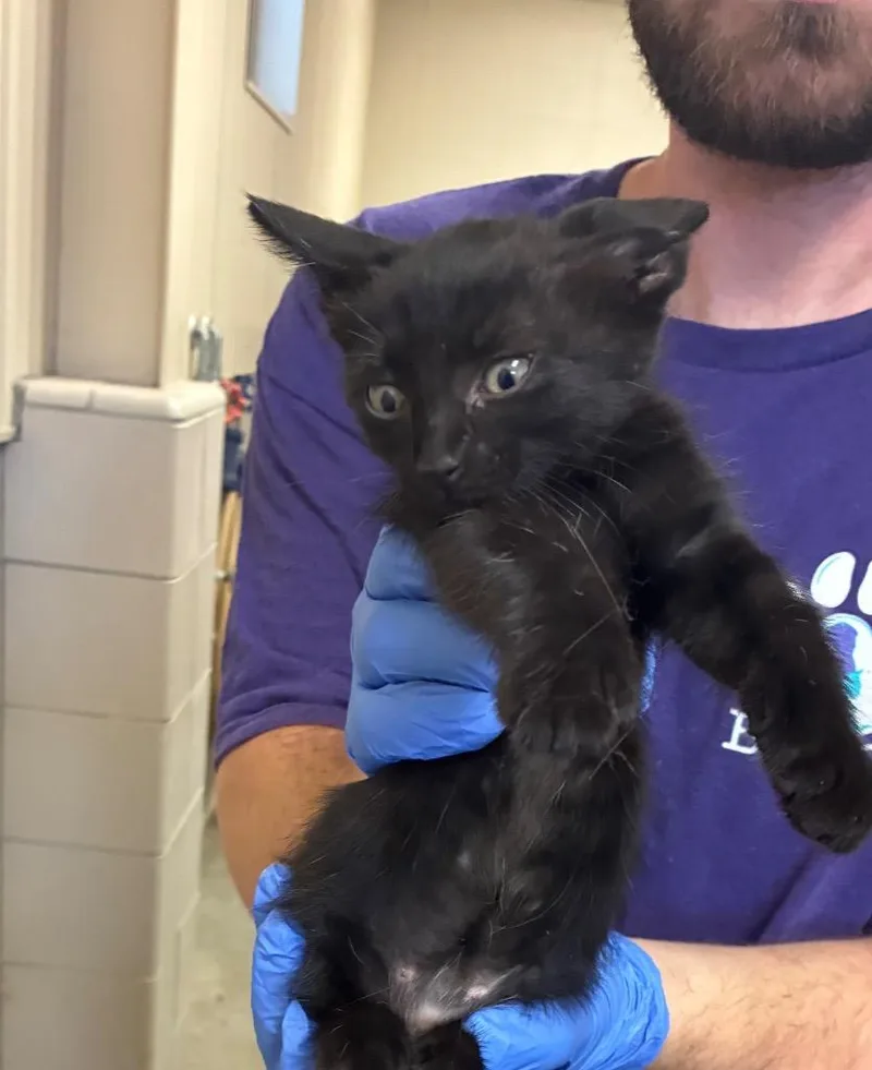 A baby small-sized male Domestic Short Hair cat named Eli for adoption in Bossier City, LA