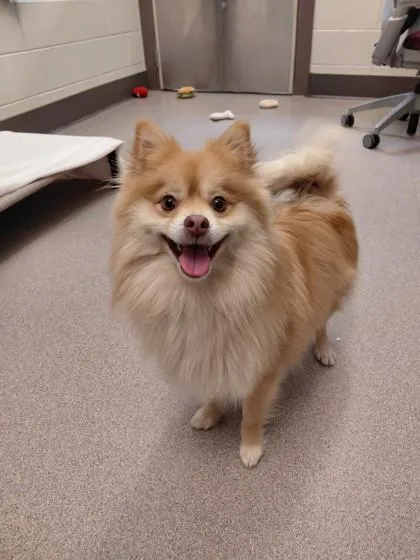 A young small-sized male Pomeranian dog named Redd Foxx for adoption in Westland, MI