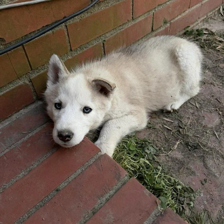 Chewbacca thumbnail 2