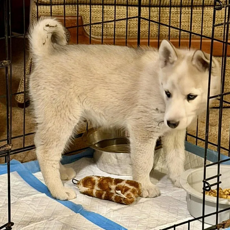 Chewbacca thumbnail 3