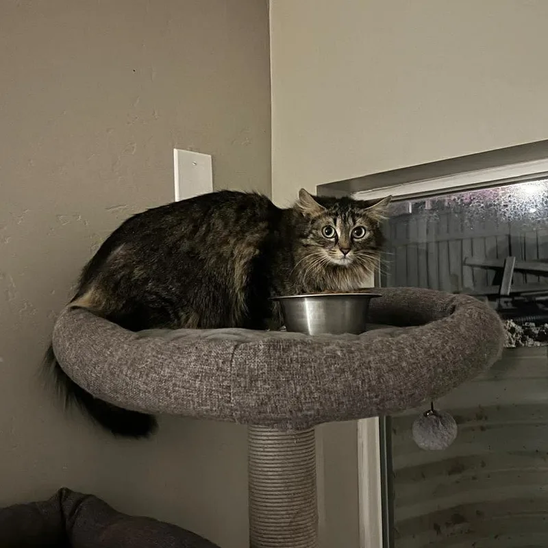 An adult small-sized female Brown / Chocolate Domestic Long Hair cat named Honey Argo for adoption in Eagle Mountain, UT