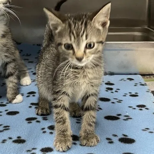 A baby small-sized female Gray / Blue / Silver Domestic Short Hair cat named Phoebe in Burke for adoption in Alexandria, VA