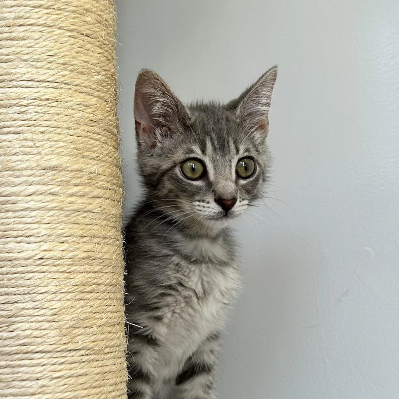 A baby small-sized male Gray & White Domestic Short Hair cat named Captain Ahab for adoption in North Haven, CT