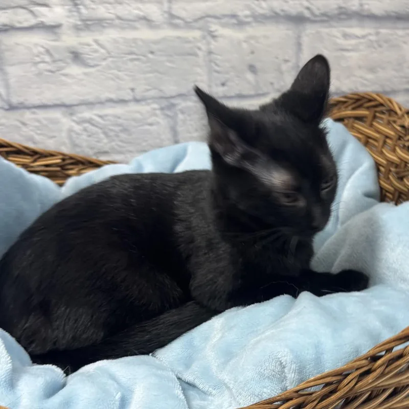 A baby small-sized female Black Domestic Short Hair cat named Melody for adoption in Harrisonburg, VA