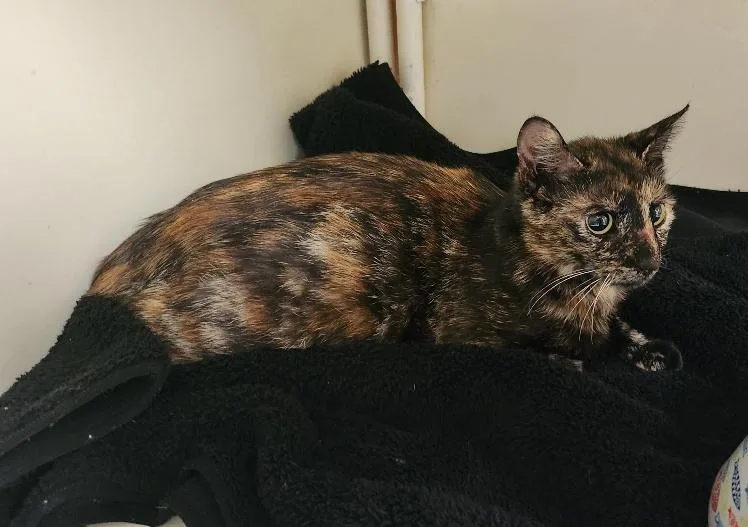 Bobbi Jean thumbnail 2