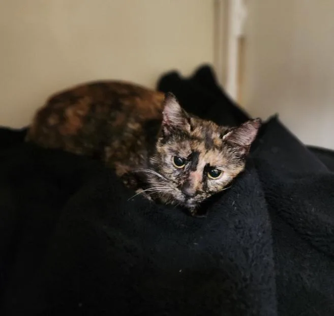 Bobbi Jean thumbnail 5