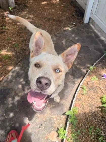 An adult large-sized male Mixed Breed dog named Aemond Targaryen for adoption in Memphis, TN
