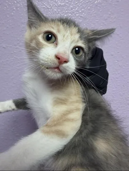 A baby large-sized female Orange / Red Domestic Short Hair cat named 61675616 for adoption in El Paso, TX