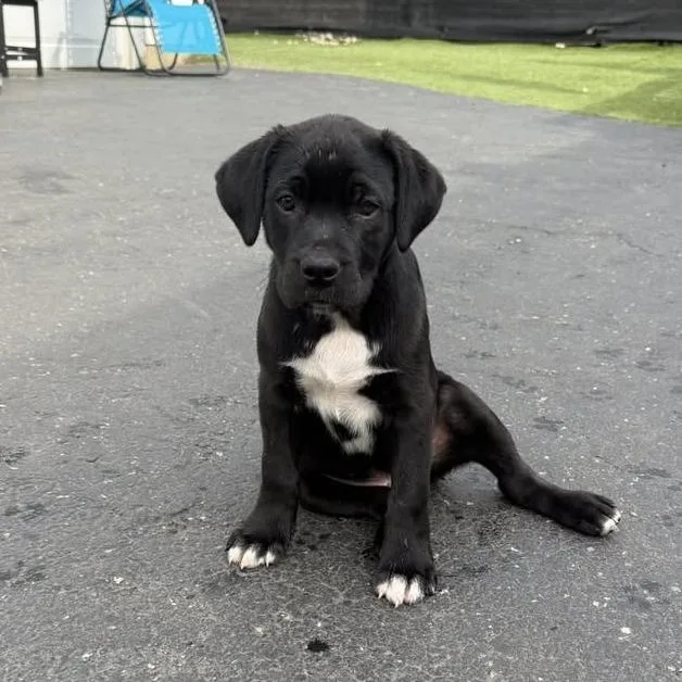 A baby medium-sized male Black Labrador Retriever dog named Max for adoption in Columbus, OH