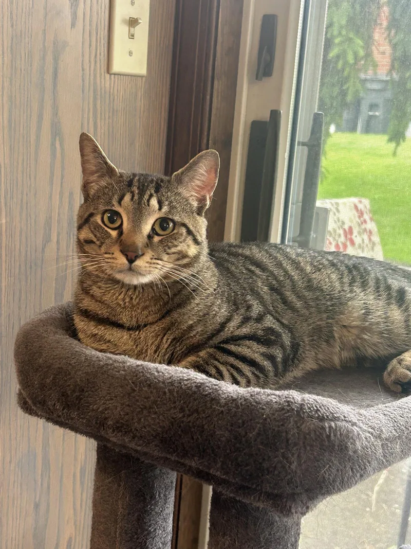 A young medium-sized male Domestic Short Hair cat named Cheesesteak for adoption in Stewartsville, NJ