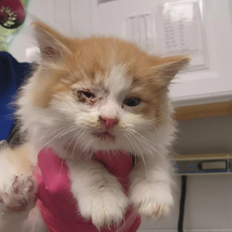 A baby small-sized male Orange / Red Domestic Medium Hair cat named Angel for adoption in Greenville, SC