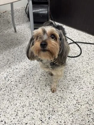An adult small-sized female Mixed Breed dog named Carly for adoption in Atlanta, GA