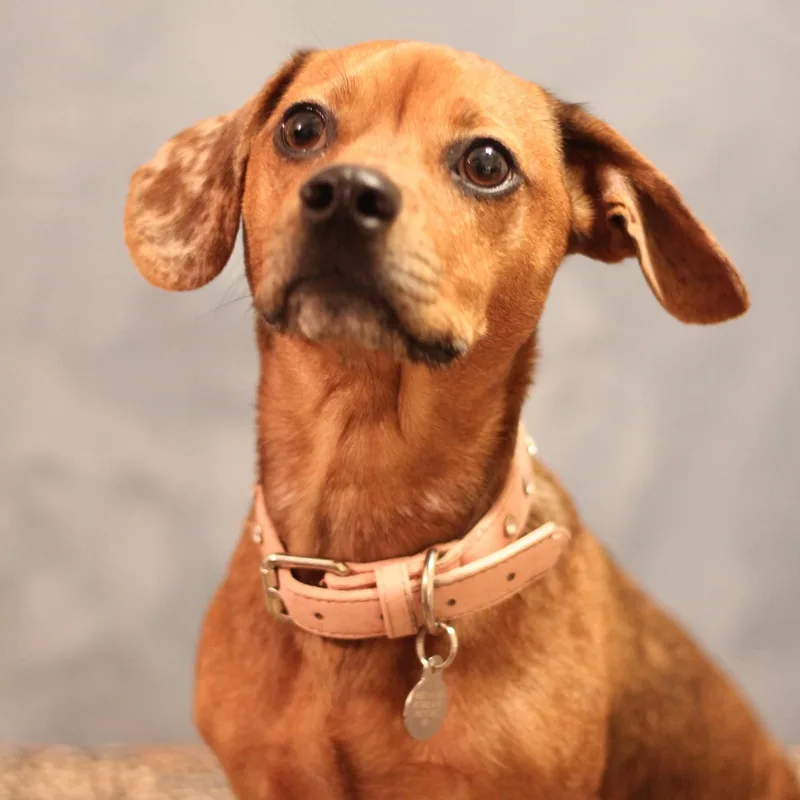 A young small-sized female Chiweenie dog named Muffin for adoption in Yukon, OK