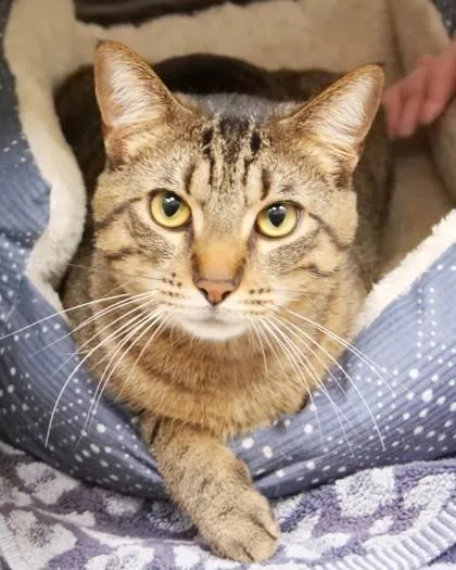 An adult medium-sized male Domestic Short Hair cat named Jerry for adoption in Fishers, IN