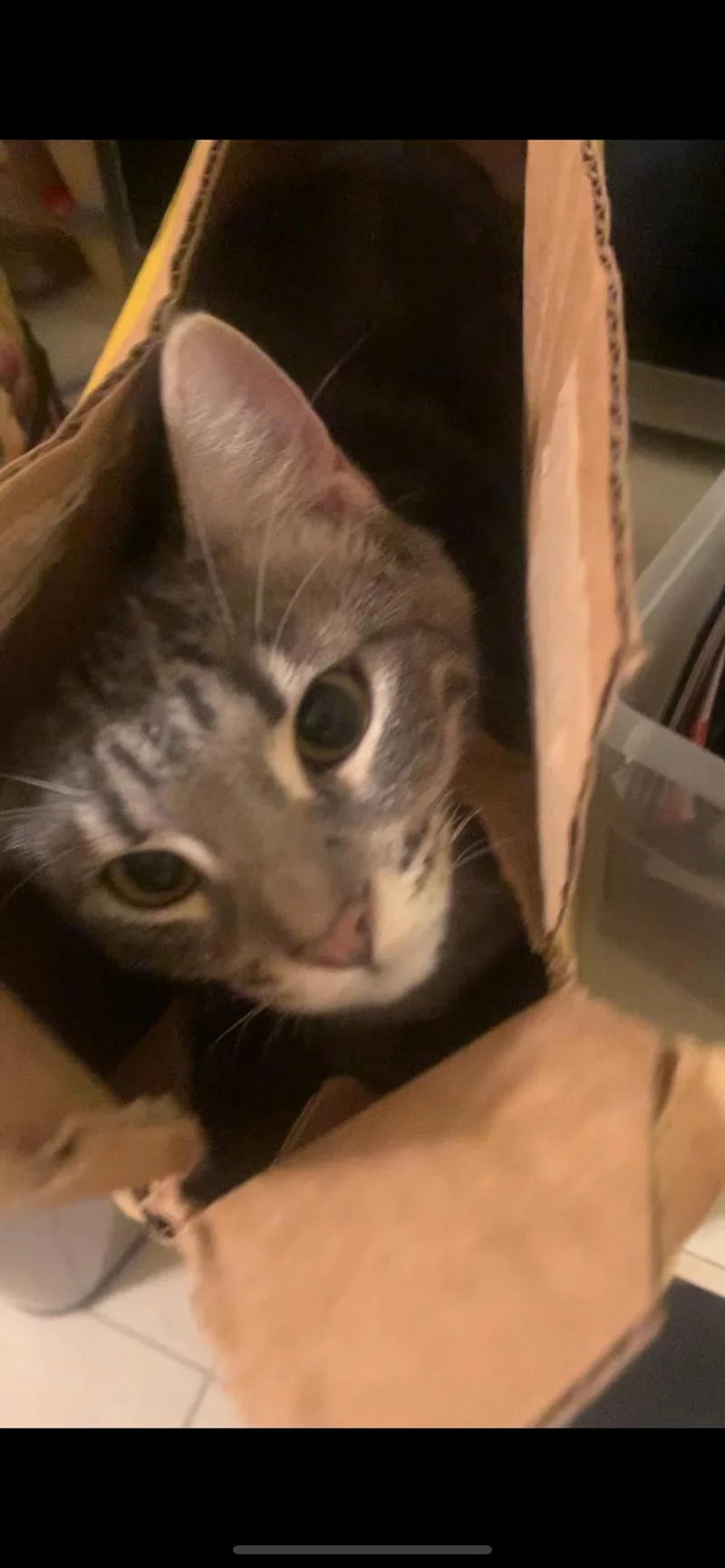 Faiz  Purry Love! thumbnail 2