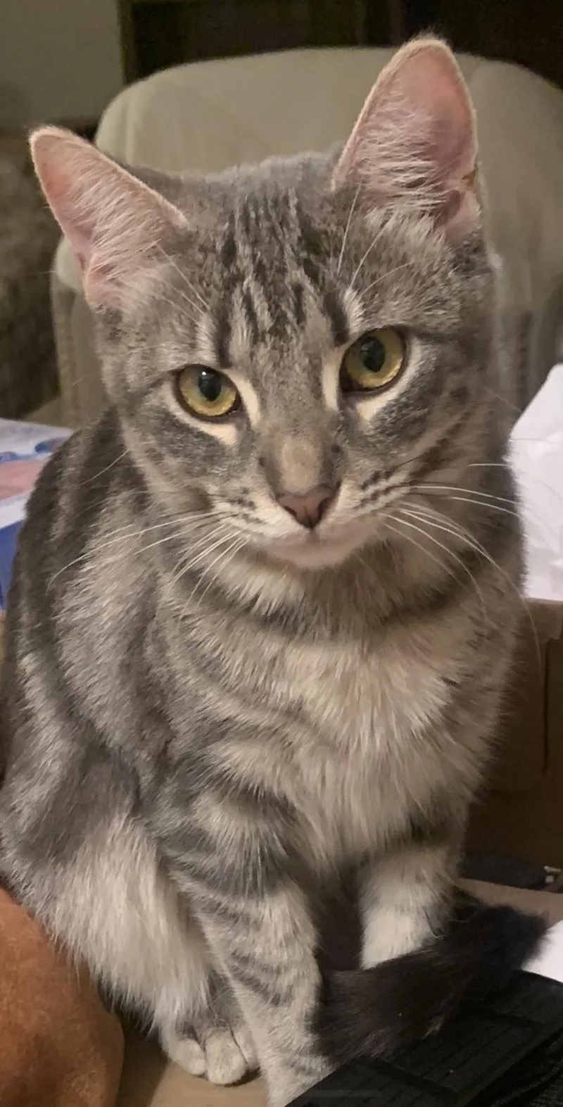 Faiz  Purry Love! thumbnail 3