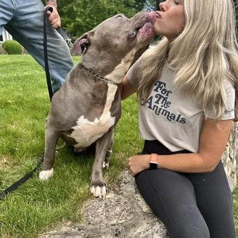 An adult extra large-sized male American Bully dog named Sherman for adoption in Stamford, CT