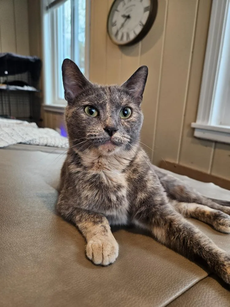 An adult medium-sized female Domestic Short Hair cat named Pollock for adoption in West Mifflin, PA