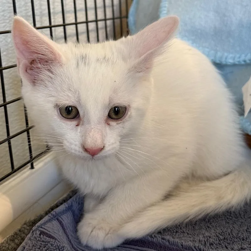 Casper is at Petsmart