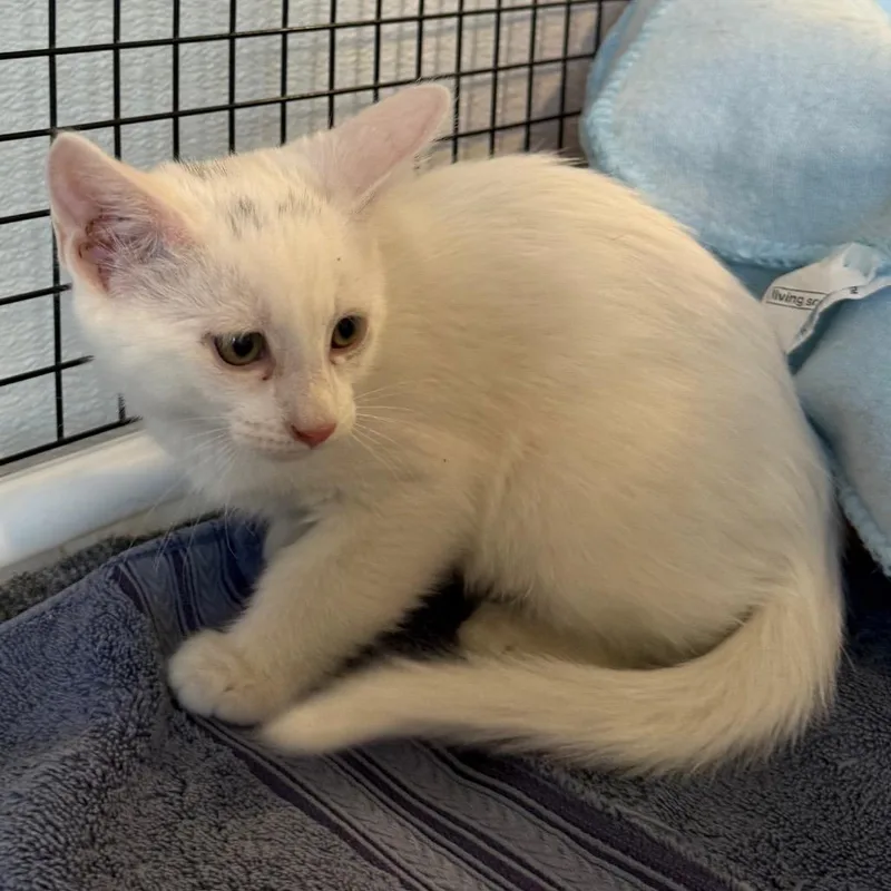 Casper is at Petsmart thumbnail 2