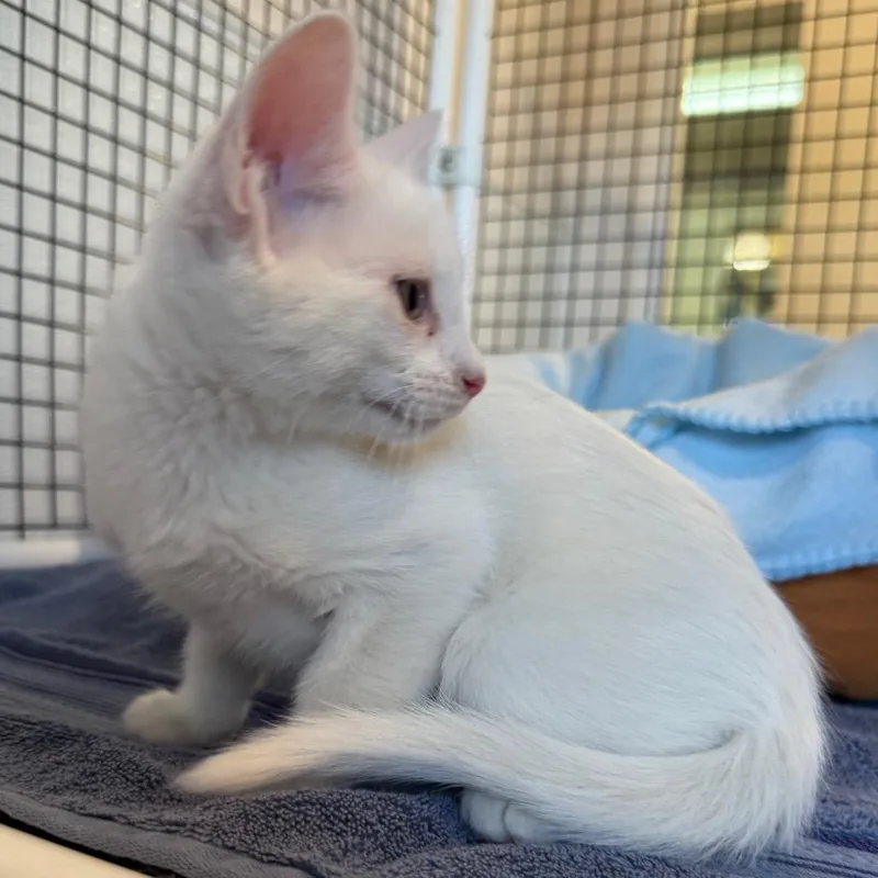 Casper is at Petsmart thumbnail 3
