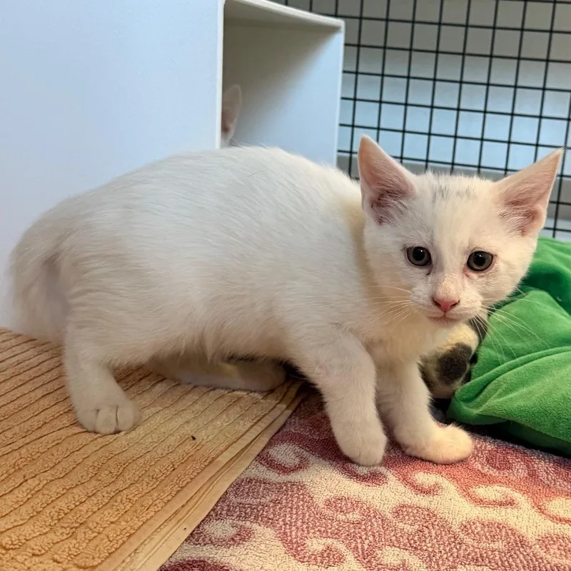 Casper is at Petsmart thumbnail 4