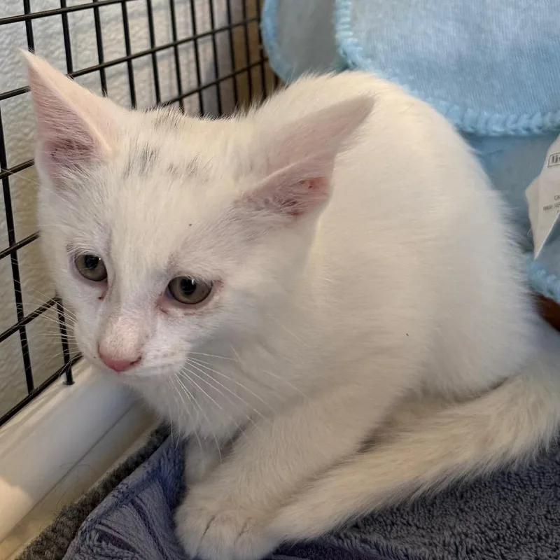 Casper is at Petsmart thumbnail 5