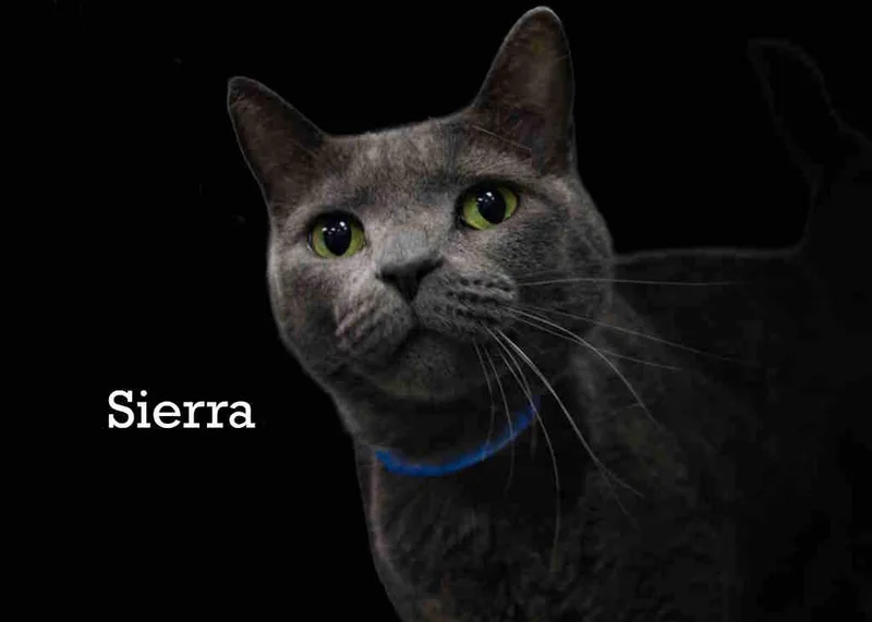 An adult large-sized male Gray / Blue / Silver Russian Blue cat named Sierra for adoption in York, NE