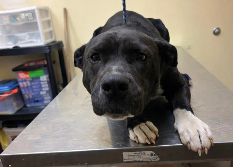 A young medium-sized male Mixed Breed dog named Dez Bryant for adoption in Florence, SC