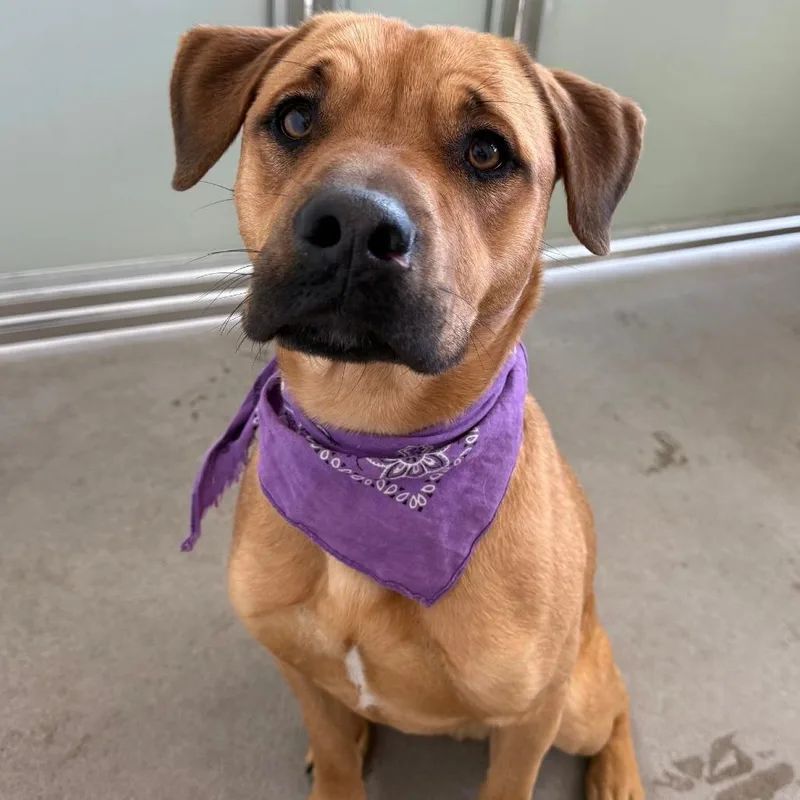 A young medium-sized male Yellow / Tan / Blond / Fawn Mixed Breed dog named Tiger for adoption in Las Cruces, NM