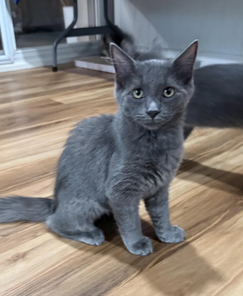 A baby medium-sized female Gray / Blue / Silver Domestic Short Hair cat named Alina Solis for adoption in Stowe, PA