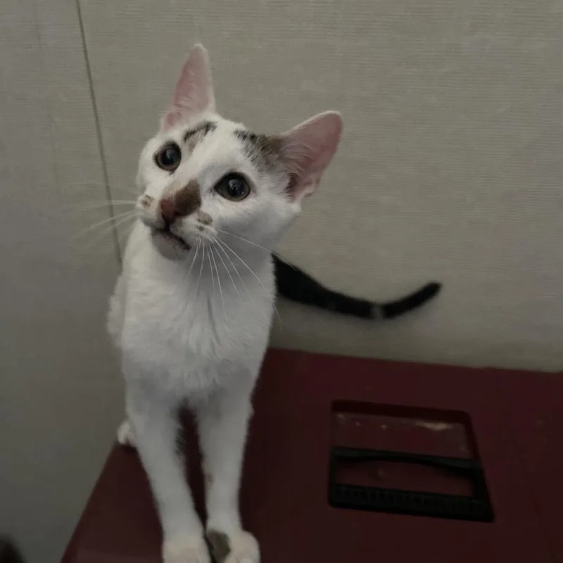 A baby small-sized male Black Domestic Short Hair cat named Coconut for adoption in Hemet, CA