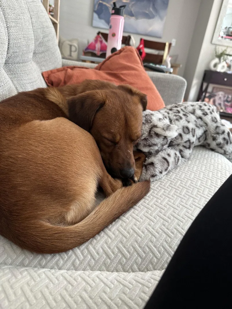 A young medium-sized male Beagle dog named Baron for adoption in Nashville, TN