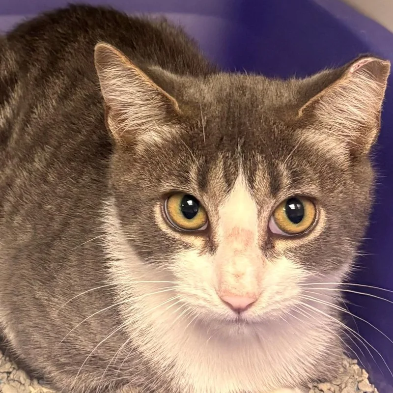 A baby small-sized female Gray / Blue / Silver Domestic Short Hair cat named Chick Pea for adoption in East Hanover, NJ