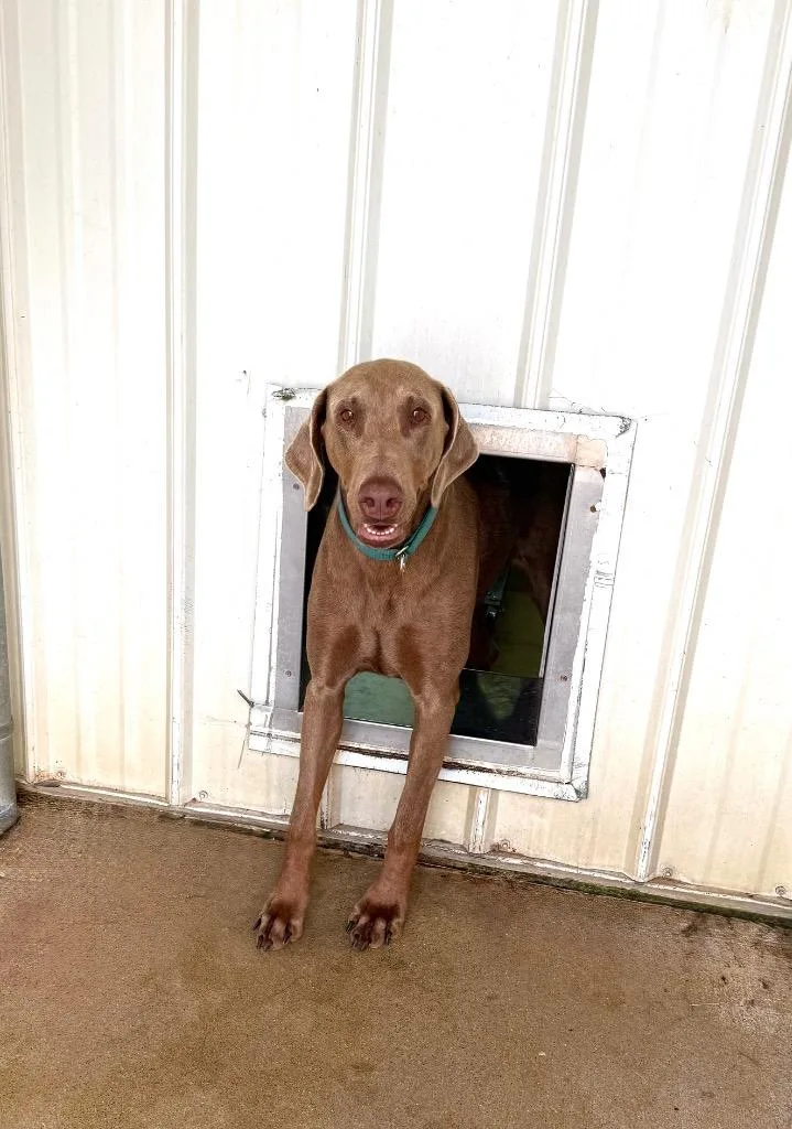 An adult large-sized female Doberman Pinscher dog named Sadie for adoption in Lagrange, IN