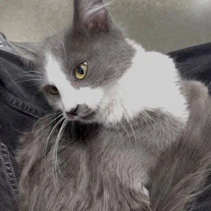 A young small-sized male Domestic Medium Hair cat named Pluto for adoption in Janesville, WI