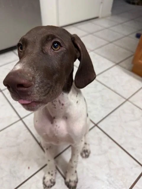 A young medium-sized male Brown / Chocolate German Shorthaired Pointer dog named Scout for adoption in Monrovia , CA