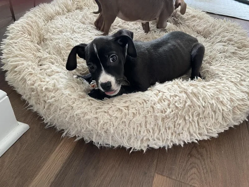 A baby medium-sized male Tricolor (Brown, Black, & White) Australian Cattle Dog / Blue Heeler dog named Eeyore for adoption in Pottstown, PA