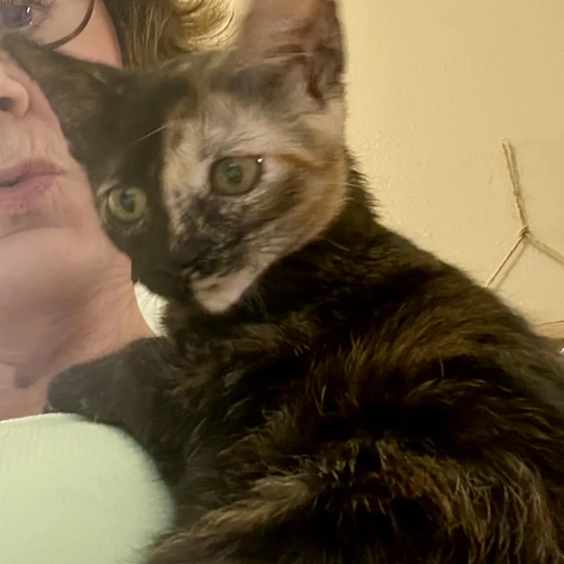 A baby medium-sized female Tortoiseshell Domestic Short Hair cat named Patches for adoption in Liverpool, TX