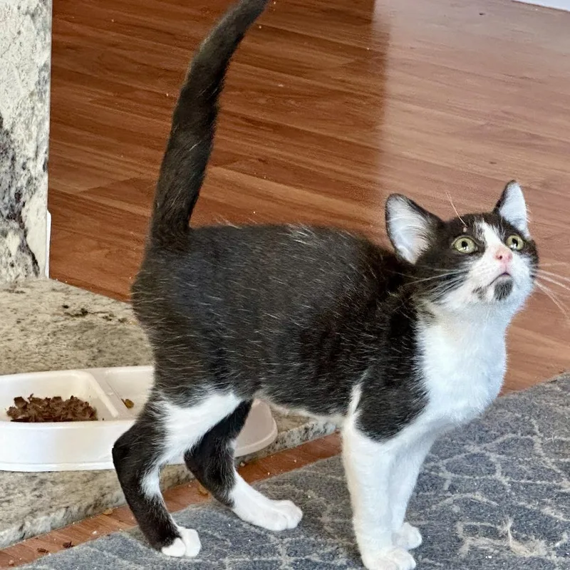 A baby small-sized male Black Domestic Short Hair cat named Rowan for adoption in Santa Rosa, CA
