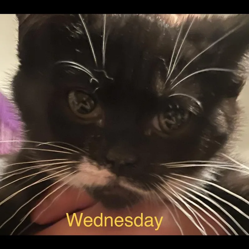 Wednesday thumbnail 6